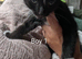 5 beautiful tuxedo kittens (9 weeks old ) ready for new homes