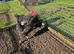 Barred Plymouth Rock