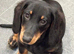 Beautiful Dachshund Puppies