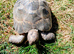 North African spur-thighed Tortoises (Graeca Graeca)