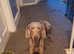 Weimaraner boy 3 years old for sale