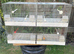 Breeding canary cages