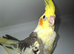 Beautiful Hand Reared Cockatiel