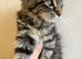 Half Maine Coon Tabby large Male Kitten