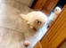 Stunning high quality Pekingese puppies