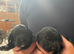 Beautiful Cockapoo Puppies &ndash; 3 Boys & 3 Girls  We are delighted to offer our gorgeous litter of 6 Cockapoo puppies looking for their forever homes.
