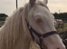 Cremello filly
