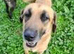Urgent rehoming - JULIO