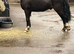 12.2 HH Welsh sec c gelding
