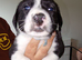 Stunning litter of sprollie pups ready for their forever homes