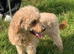 7 year old miniature poodle