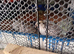 Bobwhite snowflake quail for sale