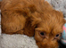 Stunning litter of 5 F1 cockapoo puppies