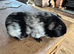 Guinea pigs chocolate Dalmatian girls