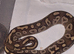 Adult female