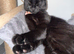 Female Cat