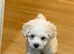 Adorable Bichon Fris&eacute; Puppies lookin for new home
