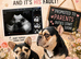 Waiting list for french bulldog puppies due soon