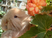 Angora buck