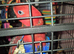 Talkative female eclectus.