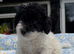 Beautiful Cavapoochon puppies ready now