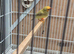 Bengalese finches and Star finches for sale