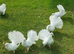 PURE WHITE GARDEN FANTAIL DOVES PERMANENTLY ERECTED TAILS