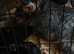 Miniture schnauzer pups 4 gailrs 2 boys