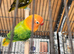 Green opaline lovebirds for sale