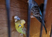 BUDGIES - VARIOUS COLOURS