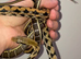 TAIWANESE BEAUTY SNAKES