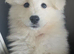 Beautiful Girl Samoyed