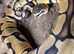 Various ball python for sale
