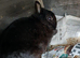 Gorgeous black netherland dwarf male