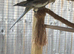 Female aviary cockatiel