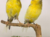 Proven Crested Canary pair canary