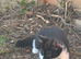 Lovely kittens boy and girls looking for new family