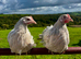 POINT OF LAY PULLETS AVAILABLE. EXCELLENT LAYERS AND GREAT QUALITY