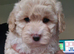 BEAUTIFUL MALTIPOO GIRL