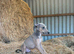 READY TO LEAVE. Stunning Lurcher puppies!! Dogs only!!