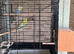 Rainbow budgie