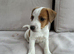Gorgeous jacket russel pups