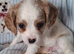 Cavapoo F1B ready now 2 boys available