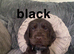 100% show cocker spaniels kc reg