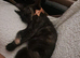 Beautifull Willow searching for a loving home.