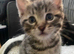 5 stunning Bengal kittens READY NOW