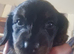 Long haired miniature dachshund puppies