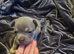 French bulldog puppies