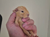 Baby guinea pigs