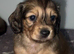 READY NOW - Long Hair Miniature Dachshund